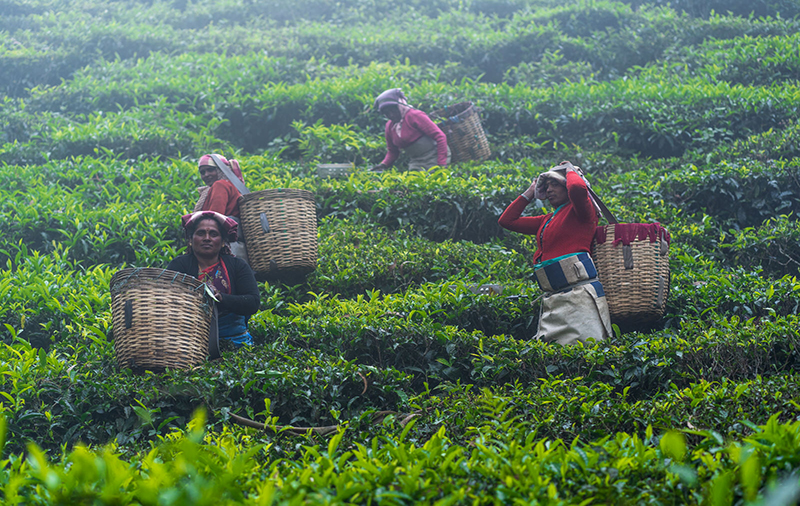 Coonoor