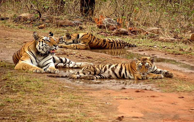 Mudumalai Tiger Reserve